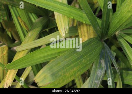 Organic Candelilla Wax in Chemical Watch Glass and broadleaf lady palm leaf  on wooden background. (Top View Stock Photo - Alamy