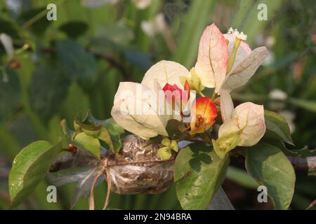 white colored Bougainvillea White Flower on tree in farm for harvest Stock Photo