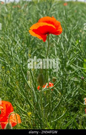 Papaver rhoeas common names include corn poppy , corn rose , field poppy , Flanders poppy , red poppy , red weed , coquelicot . Stock Photo