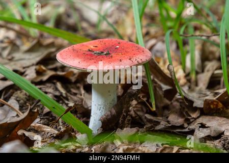 Russula emetica, commonly known as the sickener, emetic russula, or vomiting russula, is a basidiomycete mushroom. Stock Photo