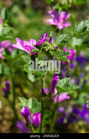 Malva thuringiaca Lavatera thuringiaca, the garden tree-mallow, is a species of flowering plant in the mallow family Malvaceae. Stock Photo