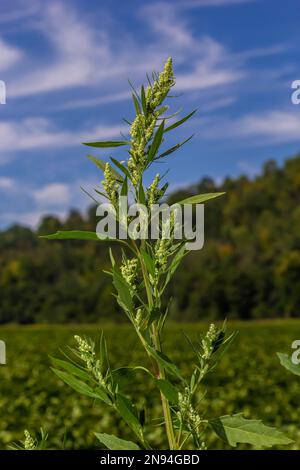 Lambs quarter flowers Lamb's quarter Chenopodium album is a roadside weed, but the young leaves are edible. Stock Photo