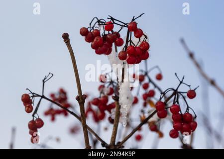 Snow-covered red viburnum berries on useful for the body on a frosty winter day. Stock Photo