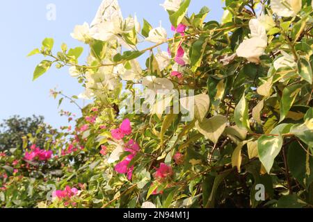 white colored Bougainvillea White Flower on tree in farm for harvest Stock Photo