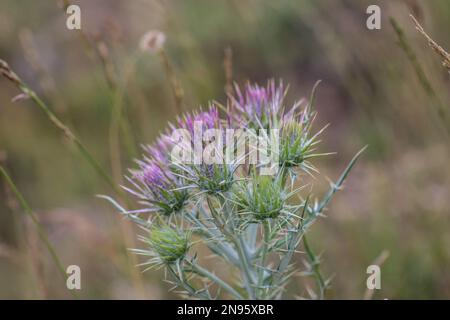 Pink flowers of the Ptilostemon afer on the mountain Maglič in Montenegro Stock Photo