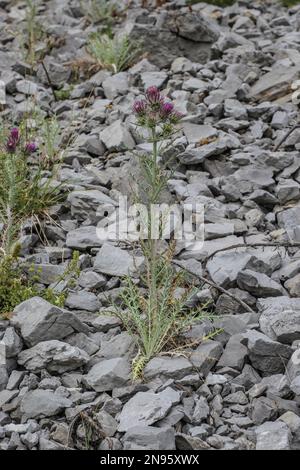 Pink flowers of the Ptilostemon afer on the mountain Maglič in Montenegro Stock Photo
