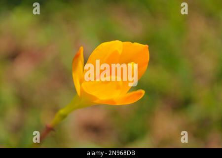 yellow flower in garden with blurred background image Stock Photo