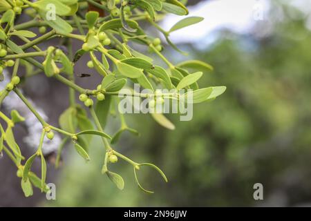 The European mistletoe (latin name - Viscum album) on the tree in Montenegro Stock Photo