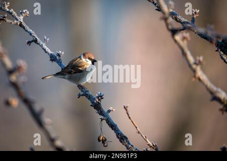 Tree sparrow (Passer montanus) Stock Photo