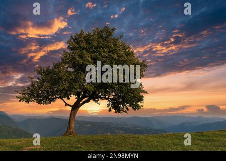 Lonely tree on the mountain meadow and majestic sunset sky. Stock Photo