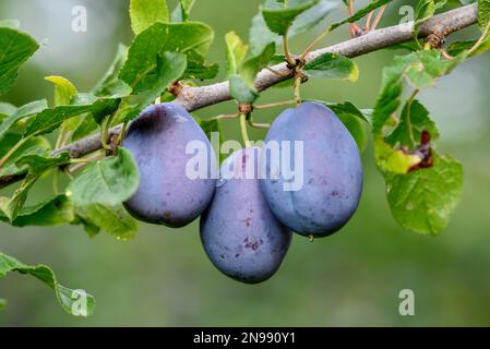 Ripe Plums (Prunus domestica) hanging on the tree, near Buehl, Rastatt district, Black Forest, Baden-Wuerttemberg, Germany Stock Photo