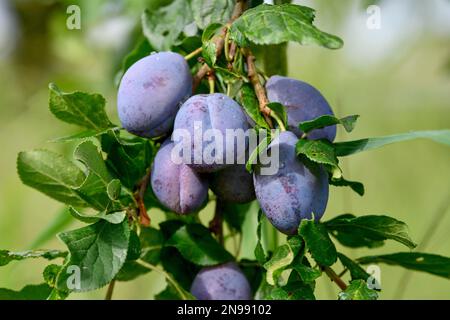 Ripe Plums (Prunus domestica) hanging on the tree, near Buehl, Rastatt district, Black Forest, Baden-Wuerttemberg, Germany Stock Photo