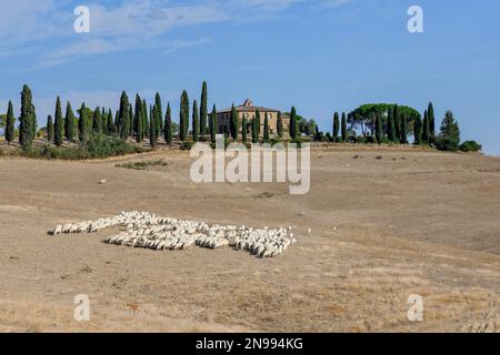 Flock of sheep on an estate near San Quirico d'Orcia, Val d'Orcia, Orcia Valley, Tuscany, Italy Stock Photo