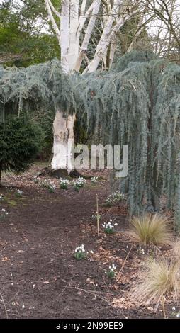 Path in winter at Bressingham Gardens, Norfolk, East Anglia, England, UK Stock Photo