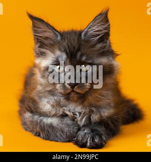 Portrait of Maine Cat of color black smoke lying down on yellow background and looking at camera. Fluffy pretty female kitten two months old. Front Stock Photo