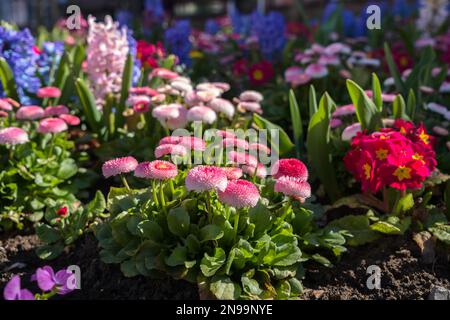 Spring flowers blooming in a flowerbed in East Grinstead Stock Photo