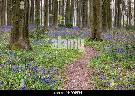 View of the Bluebells emerging in Wepham Wood Stock Photo