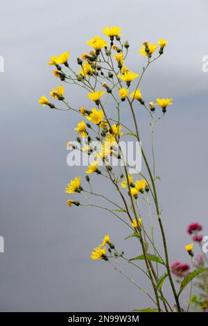 Smooth Hawkweed (Hieracium laevigatum willd) flowering in Llangollen Stock Photo