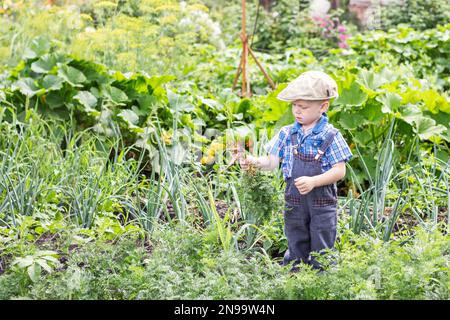 Little farm boy on eco farm is harvesting carrots. A little kid on a farm on a beautiful Sunny day. Boy outdoors in the garden. Copy space Stock Photo