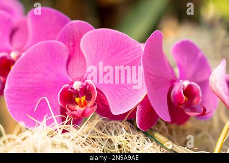 Close up portrait of a purple orchid with in the blurred background other orchids of its kind. Stock Photo