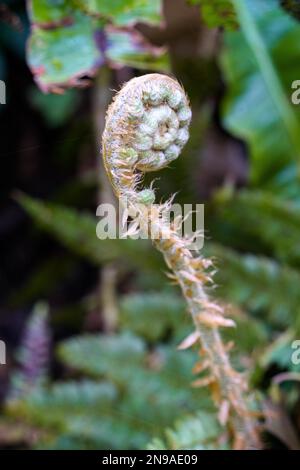 Emerging Fern shoot growing vigorously in springtime in Cornwall Stock Photo