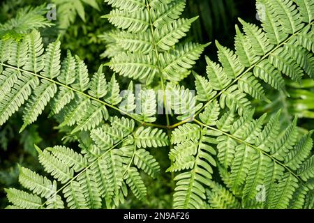 High angle view of fresh green fern leaves in springtime. Stock Photo