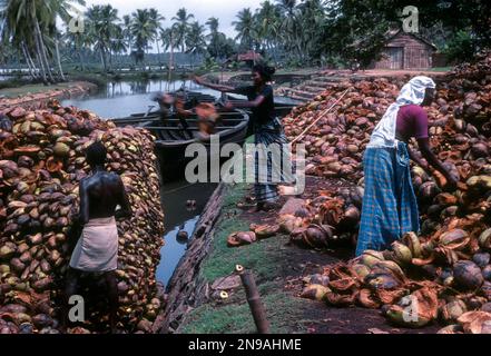 Coir Processing Small Industry. Raw Material coconut Husk is collected and transport through backwaters of Kodungaloor, Kodungallur, Kerala to the Stock Photo