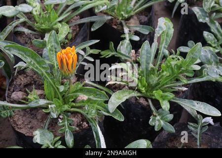 gazania rigens flower farm for harvest are cash crops Stock Photo