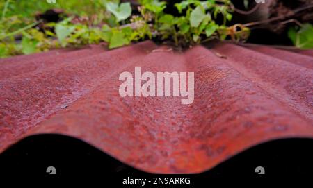 An Old Zinc Plate That Is Rusty And Overgrown With Grass Stock Photo