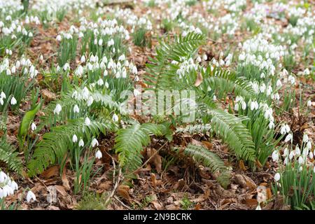 Polypodium vulgare fern and snowdrops, galanthus nivalis in a winter woodland garden UK February Stock Photo