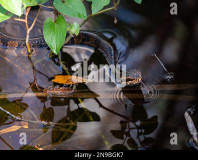 Photo of a water snake flicking its tongue in a central Florida swamp area. Stock Photo