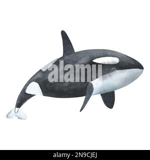 Watercolor killer whale isolated on white background. Hand-painted ...