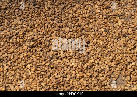 coffee beans drying in the sun before being roasted Stock Photo