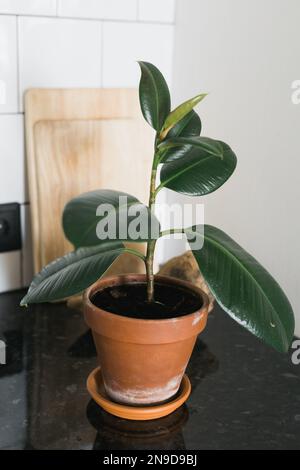 Ficus houseplant in orange ceramic pot indoors - home plant concept Stock Photo