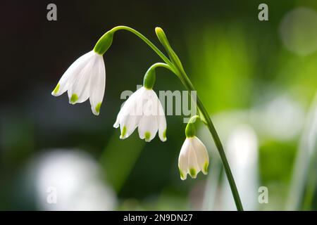 Close-up of common snowdrop in early spring Stock Photo