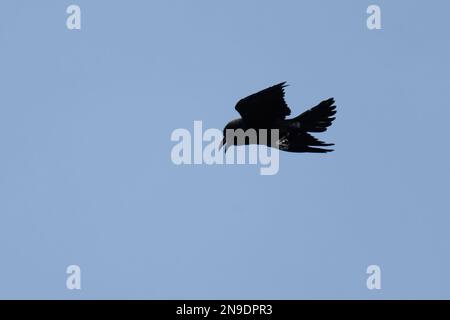 Common Raven-Corvus corax in flight. Stock Photo