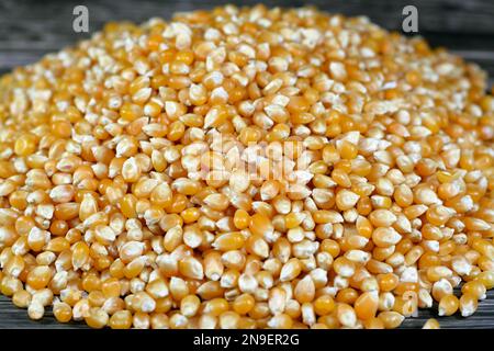 Maize or corn seeds and grains, pile of maize kernels that is used for popcorn and many other meals, The yellow maizes derive their color from lutein Stock Photo