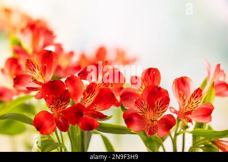 Bouquet of red flowers alstroemeria closeup. Soft focus Stock Photo