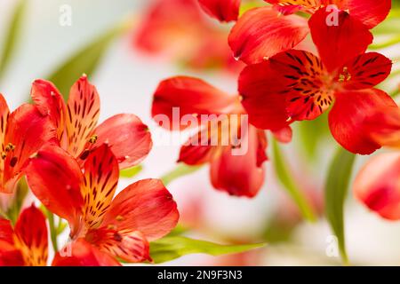 Bouquet of red flowers alstroemeria closeup. Soft focus Stock Photo
