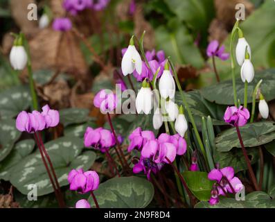 winter display of snowdrops, galanthus nivalis, and magenta cyclamen coum in a UK garden February Stock Photo