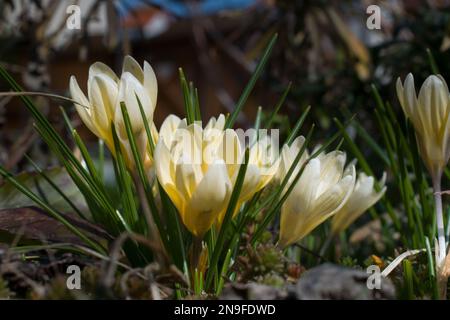 yellow spring crocus flowers with leaves on flower bed on a beautiful sunny day Stock Photo