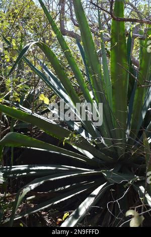 Cactus like vegetation on forest floor in tropical rainforest Stock Photo