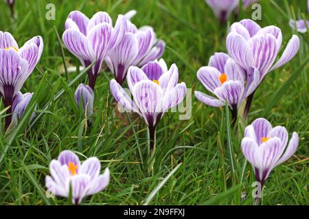 Purple and mauve crocus ‘pickwick’ and ‘flower record’ blooming. Stock Photo