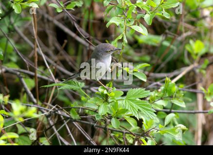 Barred Warbler (Sylvia nisoria) adult female in low scrub with caterpillar in bill  Poland      May Stock Photo