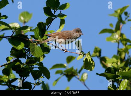 Barred Warbler (Sylvia nisoria) adult male perched in tree top  Poland       May Stock Photo