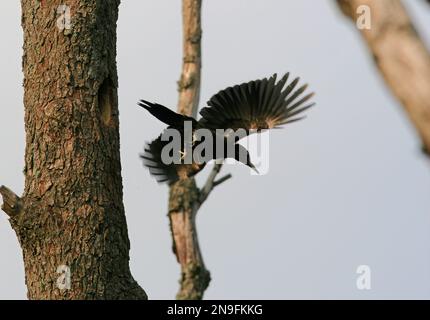 Black Woodpecker (Dryocopus martius) adult leaving nest hole in dead tree  Poland            May Stock Photo