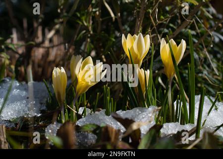 yellow spring crocus flowers with leaves on flower bed with snow on a beautiful sunny day Stock Photo