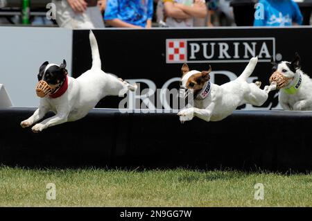 Jack russell hot sale hurdle racing