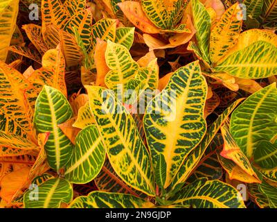 colorful garden plant, croton leaves , Stock Photo