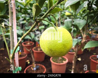 lemon fruit hanging on tree Stock Photo